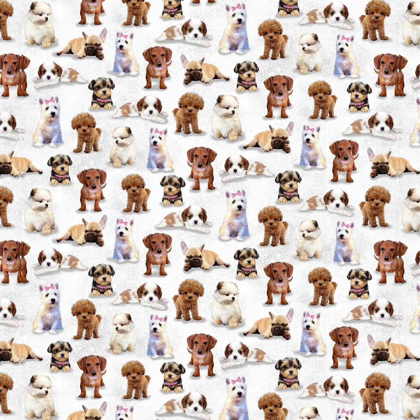 Diva  Pups White  - pr 50 cm