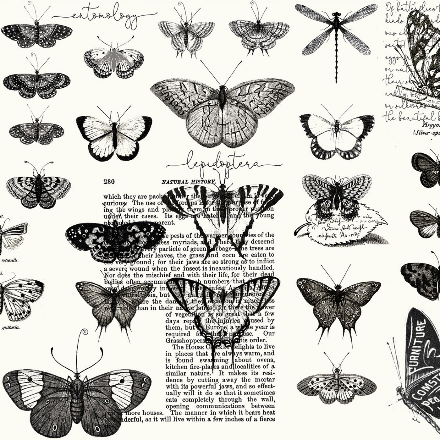 Art Journal Butterflies White - pr 50 cm - Janet Wecker-Frisch