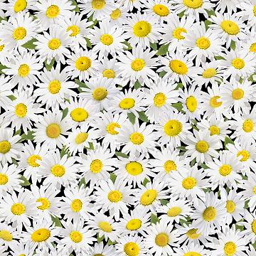 Spring Beauty White Daisy - 50 cm